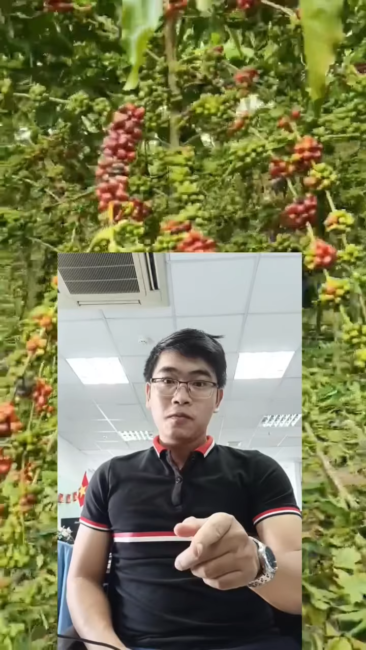 MÙA BỘI THU VỚI CAFE TẠI BRAZIL.