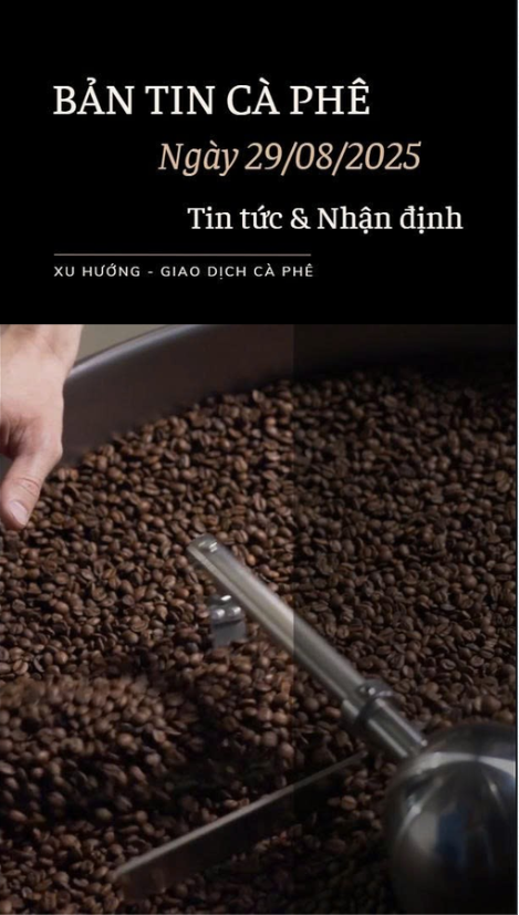 BẢN TIN HÓNG GIÁ CÀ PHÊ 29/08/2025: LỰC BÁN XUẤT H
