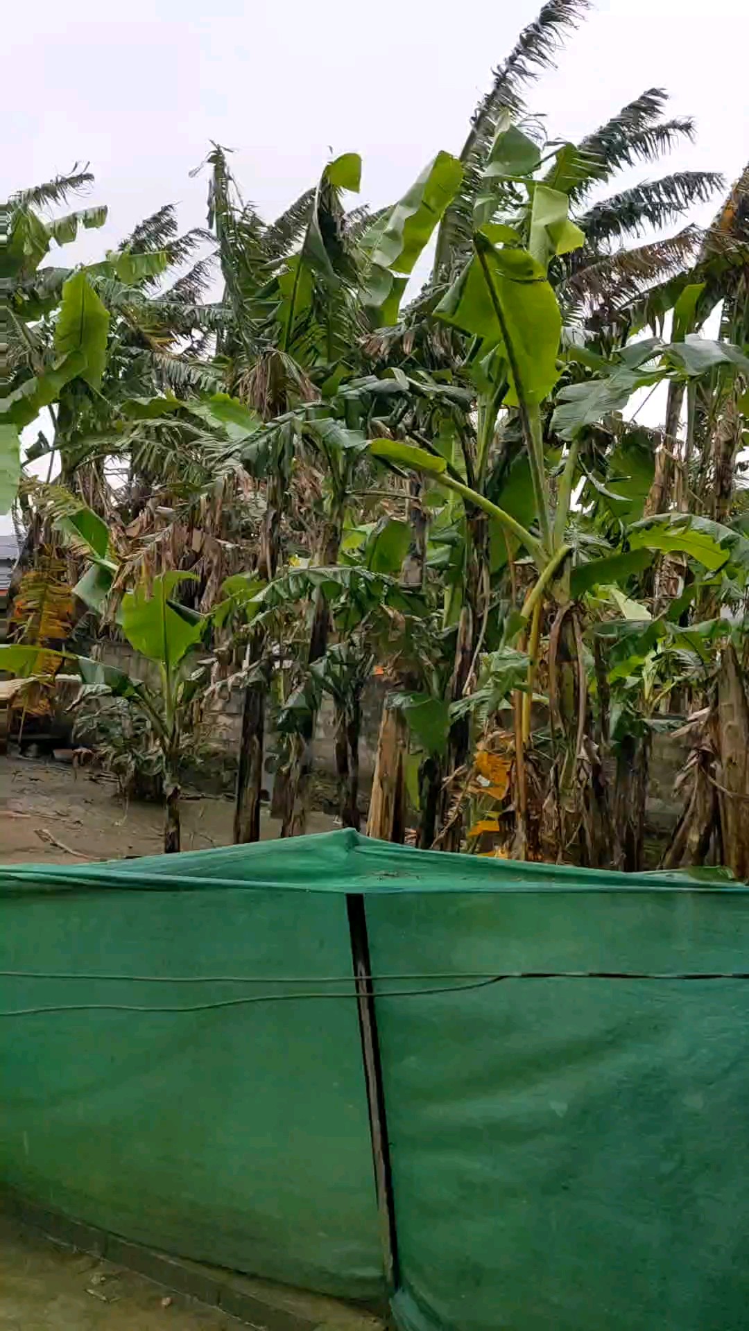Màu xanh lá chuối nhé 🌪️