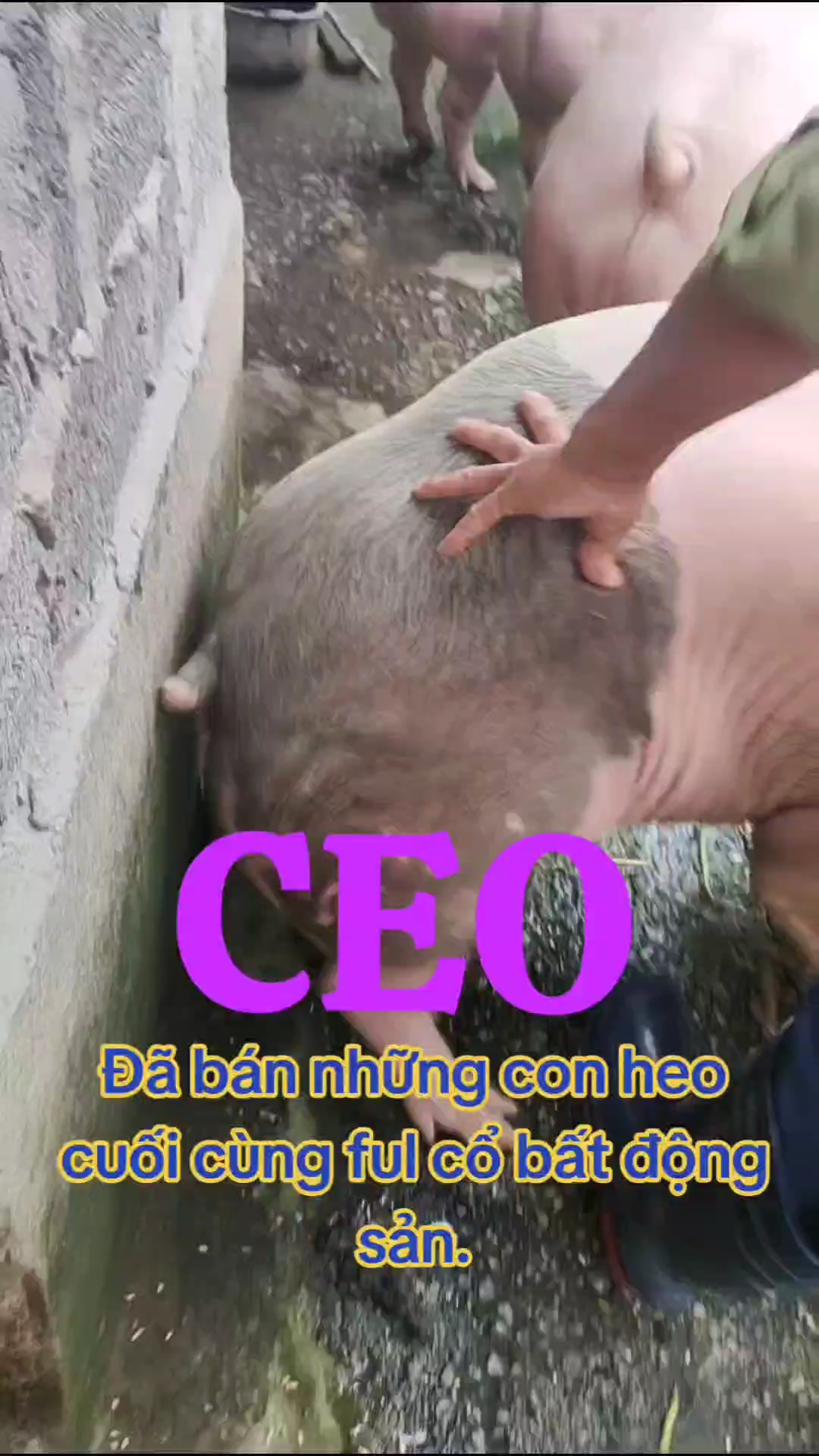 Cược, tất tay