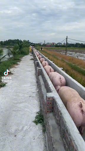 Cổ đông HAG lần lượt được nhốt vào chuồng :))