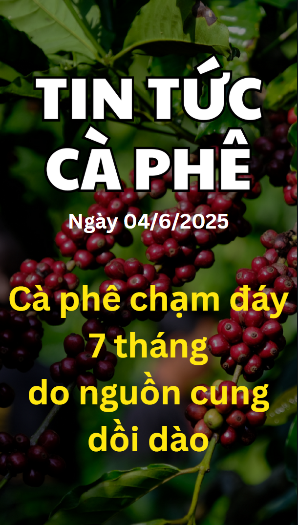Cà phê Robusta chạm đáy 7 tháng do nguồn cung dồi 