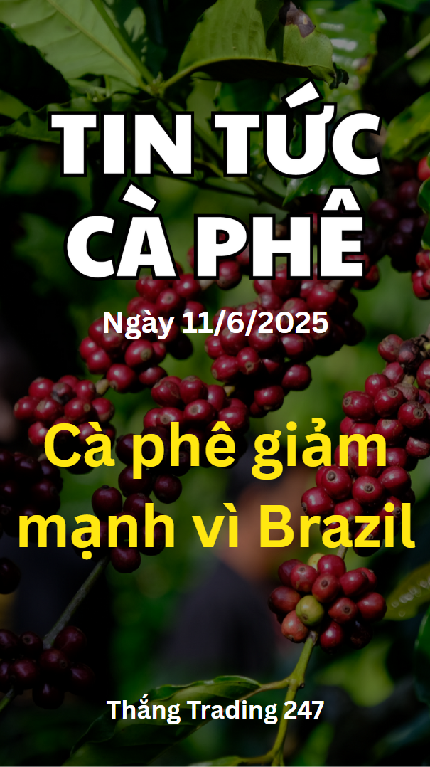 Tin Tức Cà Phê 11/6: Cà Phê Giảm Mạnh Vì Brazil.

