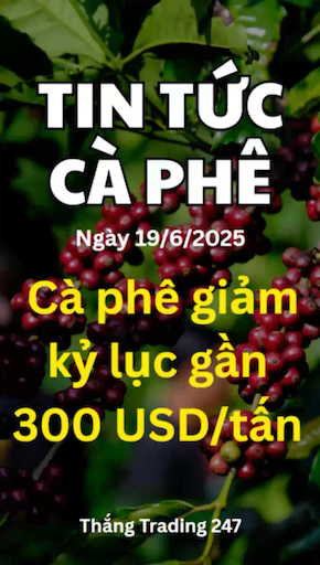 Tin Tức Cà Phê 19/6: Cà Phê Giảm Kỷ Lục Gần 300 US