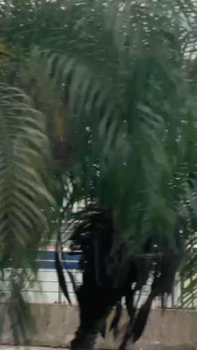 Nếu như khoảng cách giữa anh lái và e là 1000 bước