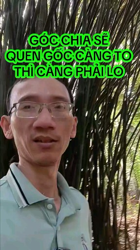 GÓC CHIA SẼ: QUEN GỐC CÀNG TO THÌ CÀNG PHẢI LO
Tea